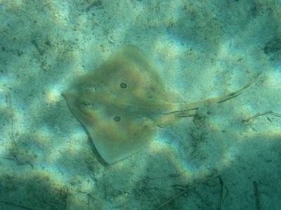 Jadranske ribe - Menola